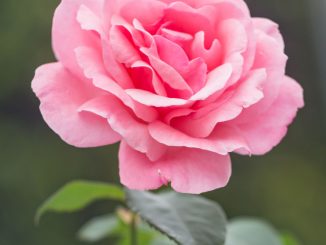 A beautiful rose
