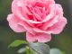 A beautiful rose