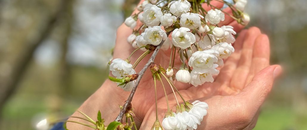 Hands around spring blossoms