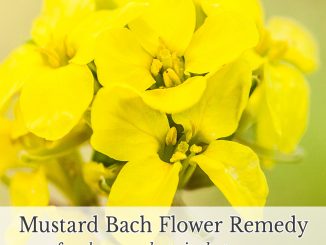 Picture of Mustard with text Mustard Bach Flower Remedy