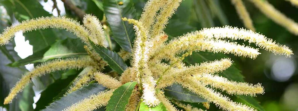 Picture of Sweet Chestnut flowers growing on a tree