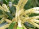 Picture of Sweet Chestnut flowers growing on a tree